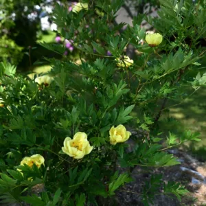 Souvenir de Lothar Parlasca